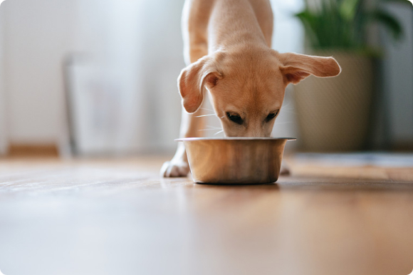 解决方案 | 突破宠物食品物料处理瓶颈，引领数智化进程
